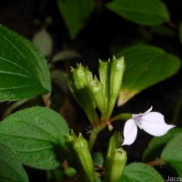 Sonerila crassicaulis Lundin